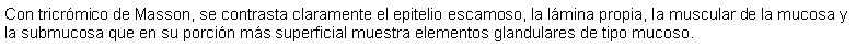 Cuadro de texto: Con tricrmico de Masson, se contrasta claramente el epitelio escamoso, la lmina propia, la muscular de la mucosa y la submucosa que en su porcin ms superficial muestra elementos glandulares de tipo mucoso.