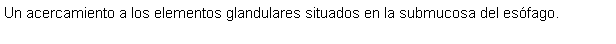 Cuadro de texto: Un acercamiento a los elementos glandulares situados en la submucosa del esfago.