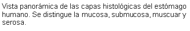 Cuadro de texto: Vista panorámica de las capas histológicas del estómago humano. Se distingue la mucosa, submucosa, muscuar y serosa.
