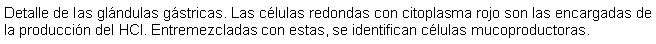 Cuadro de texto: Detalle de las glndulas gstricas. Las clulas redondas con citoplasma rojo son las encargadas de la produccin del HCl. Entremezcladas con estas, se identifican clulas mucoproductoras.