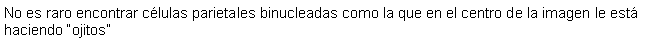 Cuadro de texto: No es raro encontrar clulas parietales binucleadas como la que en el centro de la imagen le est haciendo ojitos