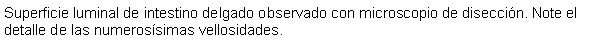 Cuadro de texto: Superficie luminal de intestino delgado observado con microscopio de diseccin. Note el detalle de las numerossimas vellosidades. 