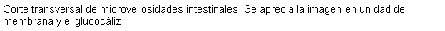 Cuadro de texto: Corte transversal de microvellosidades intestinales. Se aprecia la imagen en unidad de membrana y el glucocliz.