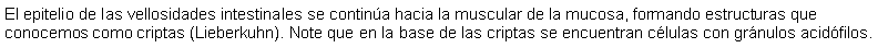 Cuadro de texto: El epitelio de las vellosidades intestinales se contina hacia la muscular de la mucosa, formando estructuras que conocemos como criptas (Lieberkuhn). Note que en la base de las criptas se encuentran clulas con grnulos acidfilos.