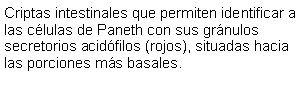 Cuadro de texto: Criptas intestinales que permiten identificar a las clulas de Paneth con sus grnulos secretorios acidfilos (rojos), situadas hacia las porciones ms basales.