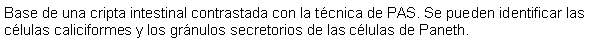 Cuadro de texto: Base de una cripta intestinal contrastada con la tcnica de PAS. Se pueden identificar las clulas caliciformes y los grnulos secretorios de las clulas de Paneth.