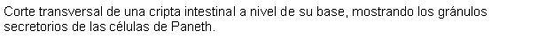 Cuadro de texto: Corte transversal de una cripta intestinal a nivel de su base, mostrando los grnulos secretorios de las clulas de Paneth.