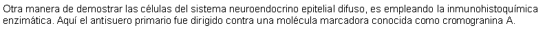 Cuadro de texto: Otra manera de demostrar las clulas del sistema neuroendocrino epitelial difuso, es empleando la inmunohistoqumica enzimtica. Aqu el antisuero primario fue dirigido contra una molcula marcadora conocida como cromogranina A.