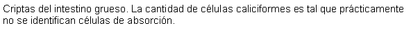 Cuadro de texto: Criptas del intestino grueso. La cantidad de clulas caliciformes es tal que prcticamente no se identifican clulas de absorcin.