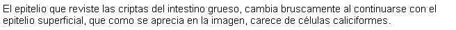 Cuadro de texto: El epitelio que reviste las criptas del intestino grueso, cambia bruscamente al continuarse con el epitelio superficial, que como se aprecia en la imagen, carece de clulas caliciformes.