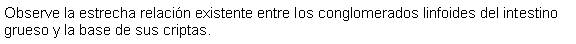 Cuadro de texto: Observe la estrecha relacin existente entre los conglomerados linfoides del intestino grueso y la base de sus criptas.