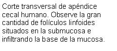 Cuadro de texto: Corte transversal de apndice cecal humano. Observe la gran cantidad de folculos linfoides situados en la submucosa e infiltrando la base de la mucosa.