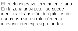 Cuadro de texto: El tracto digestivo termina en el ano. En la zona ano-rectal, se puede identificar transicin de epitelios de escamoso sin estrato crneo a intestinal con criptas profundas.