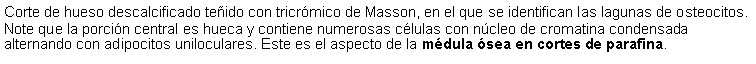 Cuadro de texto: Corte de hueso descalcificado teido con tricrmico de Masson, en el que se identifican las lagunas de osteocitos. Note que la porcin central es hueca y contiene numerosas clulas con ncleo de cromatina condensada alternando con adipocitos uniloculares. Este es el aspecto de la mdula sea en cortes de parafina.