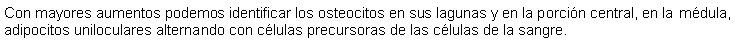 Cuadro de texto: Con mayores aumentos podemos identificar los osteocitos en sus lagunas y en la porcin central, en la mdula, adipocitos uniloculares alternando con clulas precursoras de las clulas de la sangre.