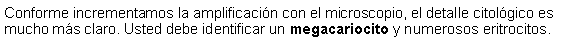 Cuadro de texto: Conforme incrementamos la amplificacin con el microscopio, el detalle citolgico es mucho ms claro. Usted debe identificar un megacariocito y numerosos eritrocitos.