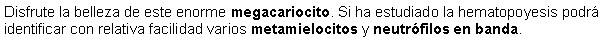 Cuadro de texto: Disfrute la belleza de este enorme megacariocito. Si ha estudiado la hematopoyesis podr identificar con relativa facilidad varios metamielocitos y neutrfilos en banda.