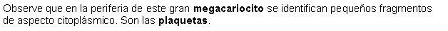 Cuadro de texto: Observe que en la periferia de este gran megacariocito se identifican pequeos fragmentos de aspecto citoplsmico. Son las plaquetas.