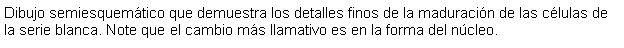 Cuadro de texto: Dibujo semiesquemtico que demuestra los detalles finos de la maduracin de las clulas de la serie blanca. Note que el cambio ms llamativo es en la forma del ncleo.