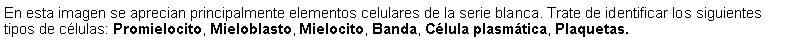 Cuadro de texto: En esta imagen se aprecian principalmente elementos celulares de la serie blanca. Trate de identificar los siguientes tipos de clulas: Promielocito, Mieloblasto, Mielocito, Banda, Clula plasmtica, Plaquetas.