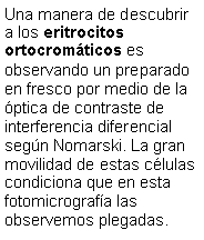 Cuadro de texto: Una manera de descubrir a los eritrocitos ortocromticos es observando un preparado en fresco por medio de la ptica de contraste de interferencia diferencial segn Nomarski. La gran movilidad de estas clulas condiciona que en esta fotomicrografa las observemos plegadas.