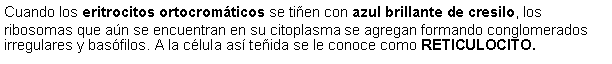 Cuadro de texto: Cuando los eritrocitos ortocromticos se tien con azul brillante de cresilo, los ribosomas que an se encuentran en su citoplasma se agregan formando conglomerados irregulares y basfilos. A la clula as teida se le conoce como RETICULOCITO.