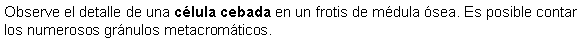 Cuadro de texto: Observe el detalle de una clula cebada en un frotis de mdula sea. Es posible contar los numerosos grnulos metacromticos. 