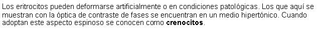 Cuadro de texto: Los eritrocitos pueden deformarse artificialmente o en condiciones patolgicas. Los que aqu se muestran con la ptica de contraste de fases se encuentran en un medio hipertnico. Cuando adoptan este aspecto espinoso se conocen como crenocitos. 