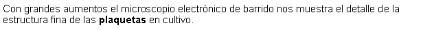 Cuadro de texto: Con grandes aumentos el microscopio electrnico de barrido nos muestra el detalle de la estructura fina de las plaquetas en cultivo.