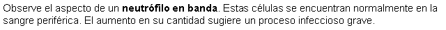 Cuadro de texto: Observe el aspecto de un neutrfilo en banda. Estas clulas se encuentran normalmente en la sangre perifrica. El aumento en su cantidad sugiere un proceso infeccioso grave.