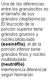 Cuadro de texto: Una de las diferencias entre los granulocitos es el tamao de sus grnulos citoplsmicos. El leucocito de la porcin superior tiene grnulos gruesos y ncleo bilobulado (eosinfilo); el de la porcin inferior tiene grnulos finos y ncleo multilobulado (neutrfilo).Interferencia diferencial segn Nomarski.