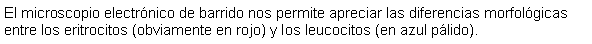 Cuadro de texto: El microscopio electrnico de barrido nos permite apreciar las diferencias morfolgicas entre los eritrocitos (obviamente en rojo) y los leucocitos (en azul plido).