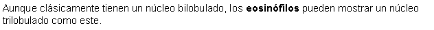 Cuadro de texto: Aunque clsicamente tienen un ncleo bilobulado, los eosinfilos pueden mostrar un ncleo trilobulado como este. 