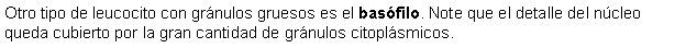 Cuadro de texto: Otro tipo de leucocito con grnulos gruesos es el basfilo. Note que el detalle del ncleo queda cubierto por la gran cantidad de grnulos citoplsmicos.