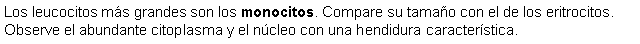 Cuadro de texto: Los leucocitos ms grandes son los monocitos. Compare su tamao con el de los eritrocitos. Observe el abundante citoplasma y el ncleo con una hendidura caracterstica.