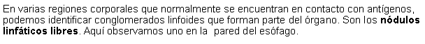 Cuadro de texto: En varias regiones corporales que normalmente se encuentran en contacto con antgenos, podemos identificar conglomerados linfoides que forman parte del rgano. Son los ndulos linfticos libres. Aqu observamos uno en la  pared del esfago.