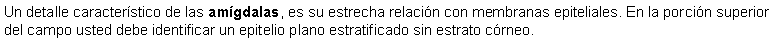 Cuadro de texto: Un detalle caracterstico de las amgdalas, es su estrecha relacin con membranas epiteliales. En la porcin superior del campo usted debe identificar un epitelio plano estratificado sin estrato crneo.