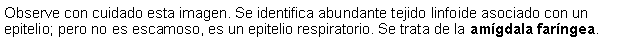 Cuadro de texto: Observe con cuidado esta imagen. Se identifica abundante tejido linfoide asociado con un epitelio; pero no es escamoso, es un epitelio respiratorio. Se trata de la amgdala farngea.