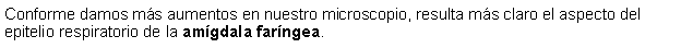 Cuadro de texto: Conforme damos ms aumentos en nuestro microscopio, resulta ms claro el aspecto del epitelio respiratorio de la amgdala farngea. 