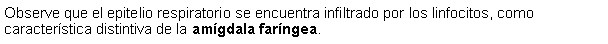 Cuadro de texto: Observe que el epitelio respiratorio se encuentra infiltrado por los linfocitos, como caracterstica distintiva de la amgdala farngea.