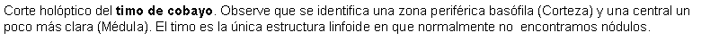 Cuadro de texto: Corte holptico del timo de cobayo. Observe que se identifica una zona perifrica basfila (Corteza) y una central un poco ms clara (Mdula). El timo es la nica estructura linfoide en que normalmente no  encontramos ndulos.