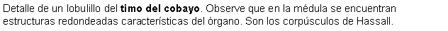 Cuadro de texto: Detalle de un lobulillo del timo del cobayo. Observe que en la mdula se encuentran estructuras redondeadas caractersticas del rgano. Son los corpsculos de Hassall. 