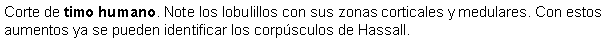 Cuadro de texto: Corte de timo humano. Note los lobulillos con sus zonas corticales y medulares. Con estos aumentos ya se pueden identificar los corpsculos de Hassall.