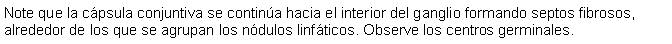 Cuadro de texto: Note que la cpsula conjuntiva se contina hacia el interior del ganglio formando septos fibrosos, alrededor de los que se agrupan los ndulos linfticos. Observe los centros germinales.