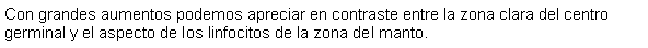 Cuadro de texto: Con grandes aumentos podemos apreciar en contraste entre la zona clara del centro germinal y el aspecto de los linfocitos de la zona del manto.