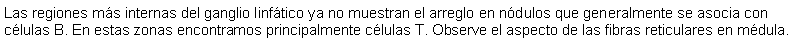 Cuadro de texto: Las regiones ms internas del ganglio linftico ya no muestran el arreglo en ndulos que generalmente se asocia con clulas B. En estas zonas encontramos principalmente clulas T. Observe el aspecto de las fibras reticulares en mdula.