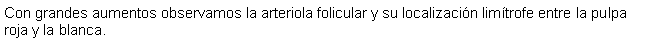 Cuadro de texto: Con grandes aumentos observamos la arteriola folicular y su localizacin limtrofe entre la pulpa roja y la blanca.