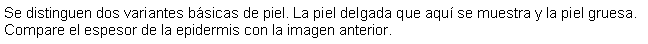 Cuadro de texto: Se distinguen dos variantes bsicas de piel. La piel delgada que aqu se muestra y la piel gruesa. Compare el espesor de la epidermis con la imagen anterior.