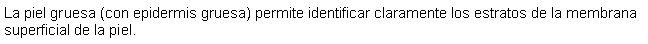 Cuadro de texto: La piel gruesa (con epidermis gruesa) permite identificar claramente los estratos de la membrana superficial de la piel. 