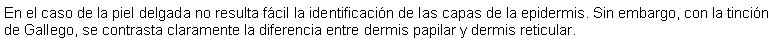 Cuadro de texto: En el caso de la piel delgada no resulta fcil la identificacin de las capas de la epidermis. Sin embargo, con la tincin de Gallego, se contrasta claramente la diferencia entre dermis papilar y dermis reticular.